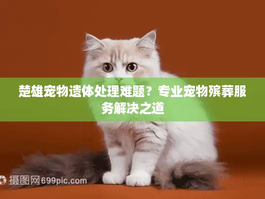 楚雄宠物遗体处理难题？专业宠物殡葬服务解决之道