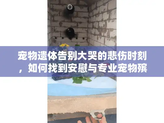 宠物遗体告别大哭的悲伤时刻，如何找到安慰与专业宠物殡葬服务指南