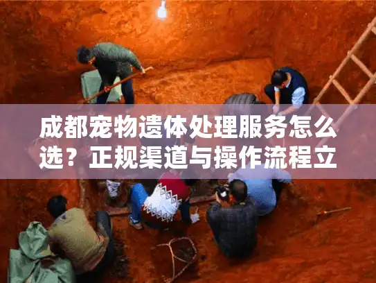 成都宠物遗体处理服务怎么选？正规渠道与操作流程立即了解