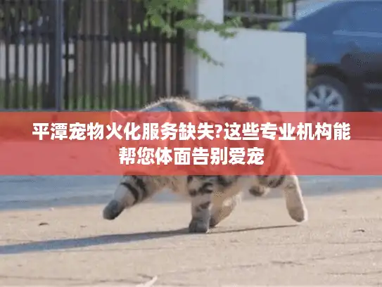 平潭宠物火化服务缺失?这些专业机构能帮您体面告别爱宠