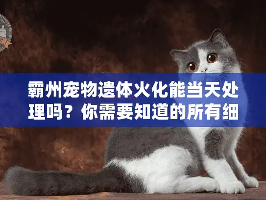 霸州宠物遗体火化能当天处理吗？你需要知道的所有细节