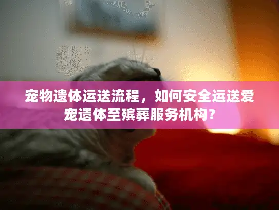 宠物遗体运送流程，如何安全运送爱宠遗体至殡葬服务机构？