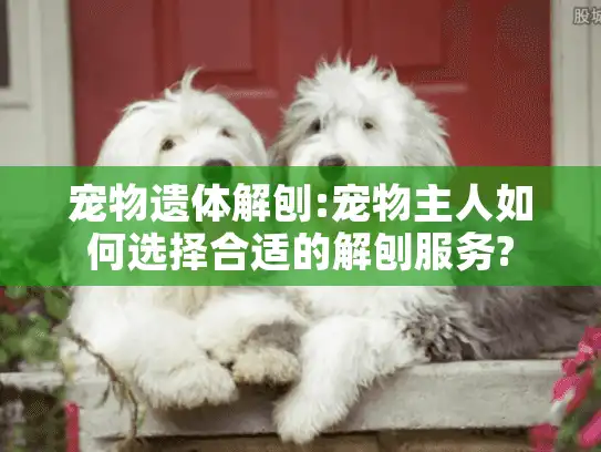 宠物遗体解刨:宠物主人如何选择合适的解刨服务?
