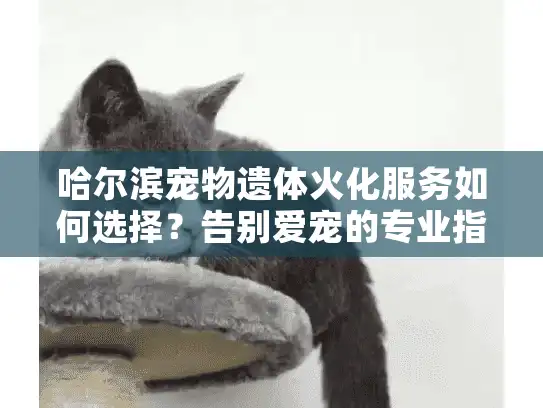 哈尔滨宠物遗体火化服务如何选择？告别爱宠的专业指南