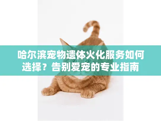 哈尔滨宠物遗体火化服务如何选择？告别爱宠的专业指南
