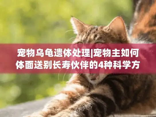 宠物乌龟遗体处理|宠物主如何体面送别长寿伙伴的4种科学方案