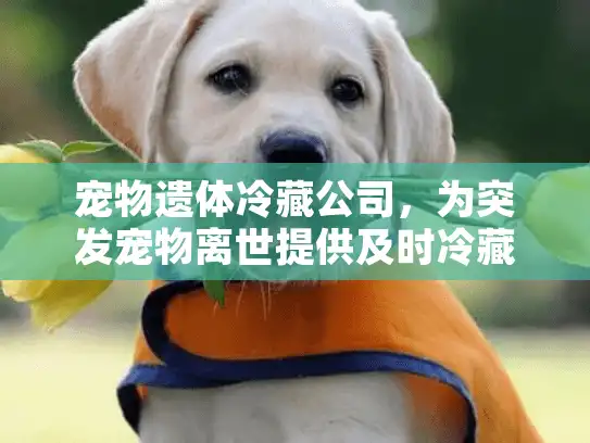 宠物遗体冷藏公司，为突发宠物离世提供及时冷藏解决方案