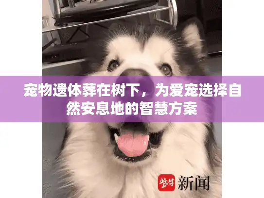 宠物遗体葬在树下，为爱宠选择自然安息地的智慧方案
