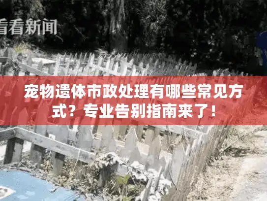 宠物遗体市政处理有哪些常见方式？专业告别指南来了！