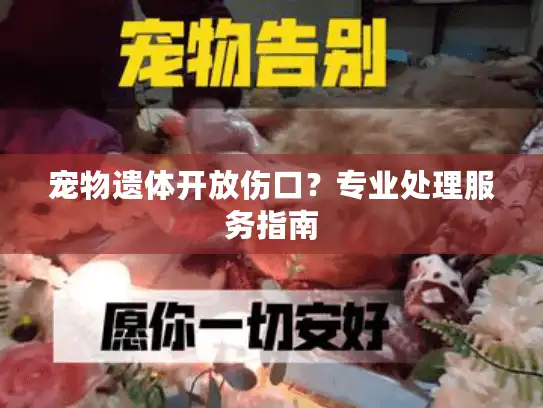 宠物遗体开放伤口？专业处理服务指南