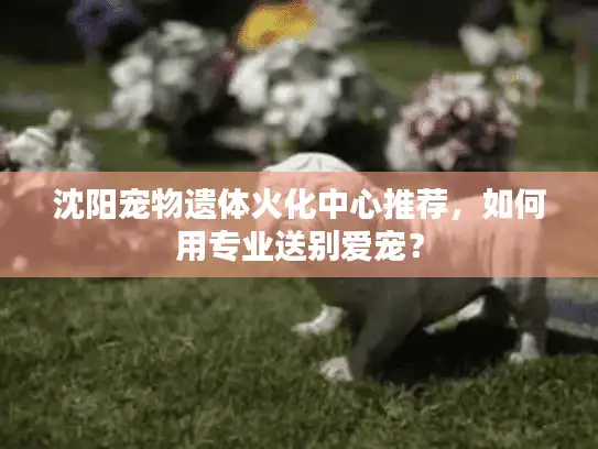 沈阳宠物遗体火化中心推荐，如何用专业送别爱宠？