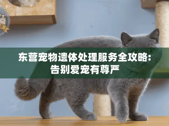 东营宠物遗体处理服务全攻略:告别爱宠有尊严