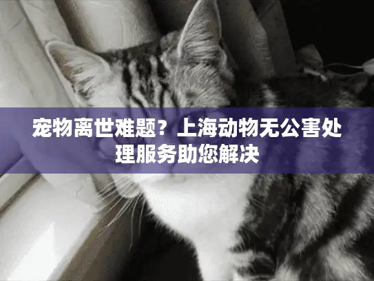 宠物离世难题？上海动物无公害处理服务助您解决