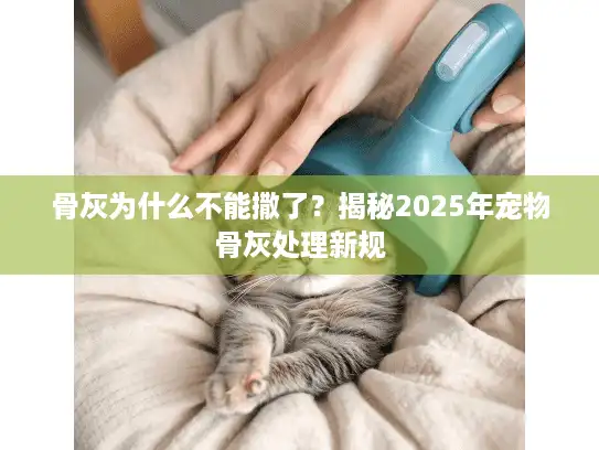 骨灰为什么不能撒了？揭秘2025年宠物骨灰处理新规