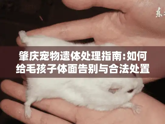 肇庆宠物遗体处理指南:如何给毛孩子体面告别与合法处置方案