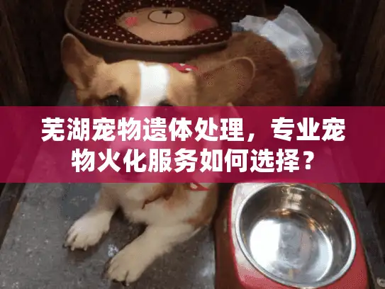 芜湖宠物遗体处理，专业宠物火化服务如何选择？