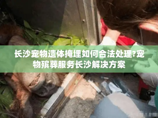 长沙宠物遗体掩埋如何合法处理?宠物殡葬服务长沙解决方案
