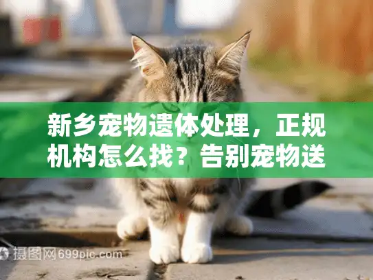 新乡宠物遗体处理，正规机构怎么找？告别宠物送行的迷茫时刻
