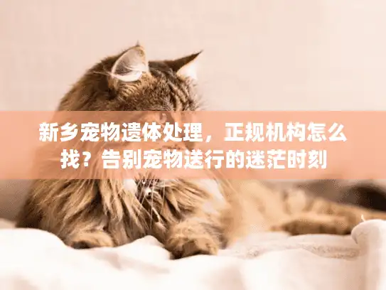 新乡宠物遗体处理，正规机构怎么找？告别宠物送行的迷茫时刻