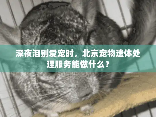 深夜泪别爱宠时，北京宠物遗体处理服务能做什么？