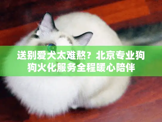 送别爱犬太难熬？北京专业狗狗火化服务全程暖心陪伴