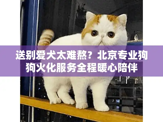 送别爱犬太难熬？北京专业狗狗火化服务全程暖心陪伴