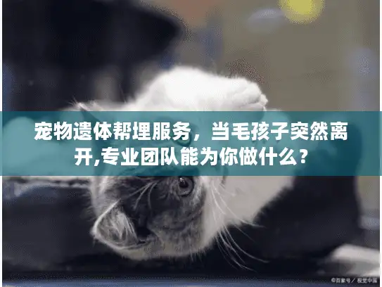 宠物遗体帮埋服务，当毛孩子突然离开,专业团队能为你做什么？