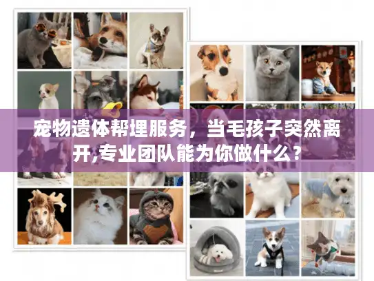 宠物遗体帮埋服务，当毛孩子突然离开,专业团队能为你做什么？