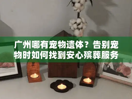 广州哪有宠物遗体？告别宠物时如何找到安心殡葬服务
