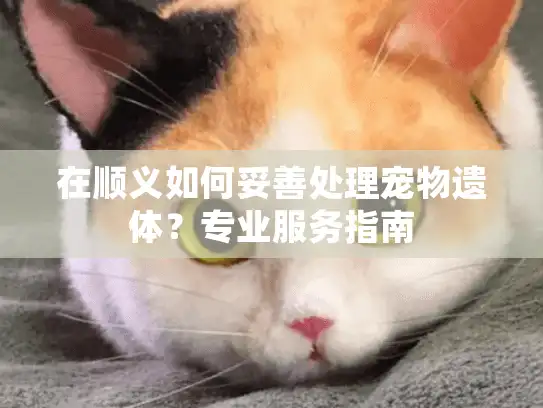 在顺义如何妥善处理宠物遗体？专业服务指南