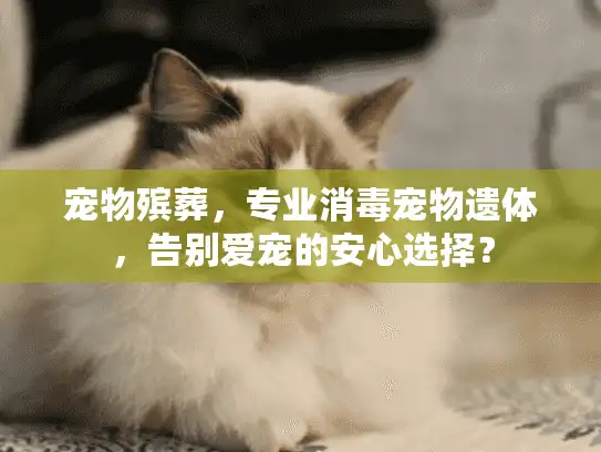 宠物殡葬，专业消毒宠物遗体，告别爱宠的安心选择？