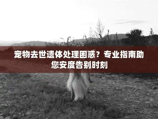 宠物去世遗体处理困惑？专业指南助您安度告别时刻