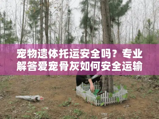 宠物遗体托运安全吗？专业解答爱宠骨灰如何安全运输