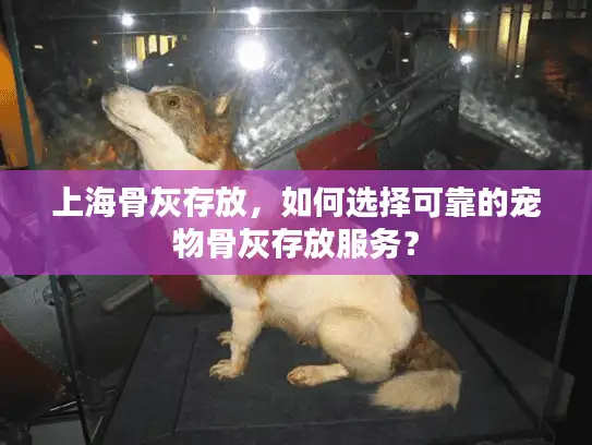 上海骨灰存放，如何选择可靠的宠物骨灰存放服务？