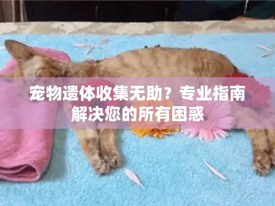 宠物遗体收集无助？专业指南解决您的所有困惑