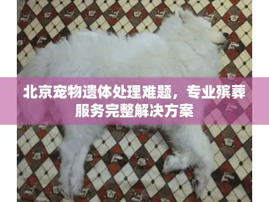 北京宠物遗体处理难题，专业殡葬服务完整解决方案