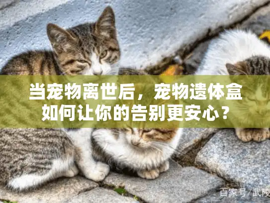 当宠物离世后，宠物遗体盒如何让你的告别更安心？