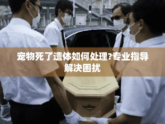 宠物死了遗体如何处理?专业指导解决困扰