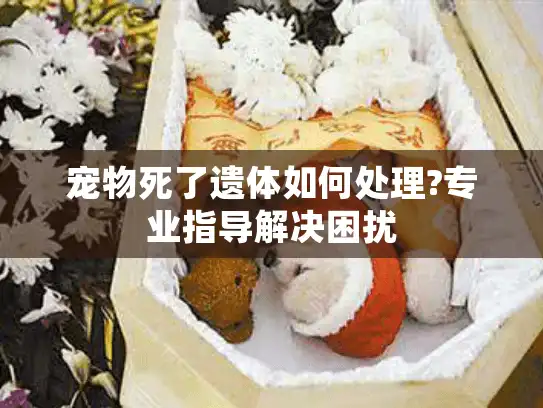 宠物死了遗体如何处理?专业指导解决困扰