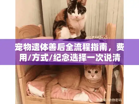 宠物遗体善后全流程指南，费用/方式/纪念选择一次说清