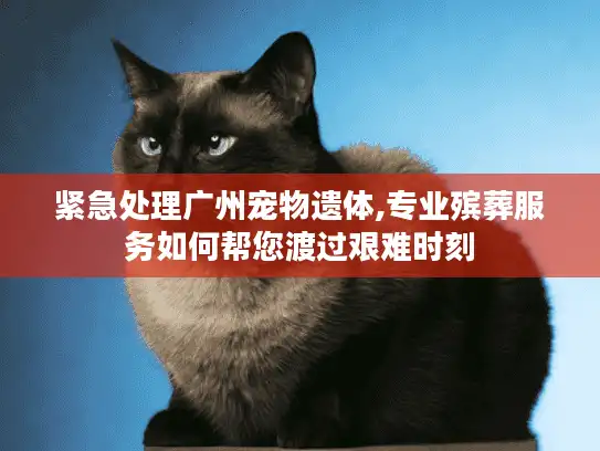 紧急处理广州宠物遗体,专业殡葬服务如何帮您渡过艰难时刻