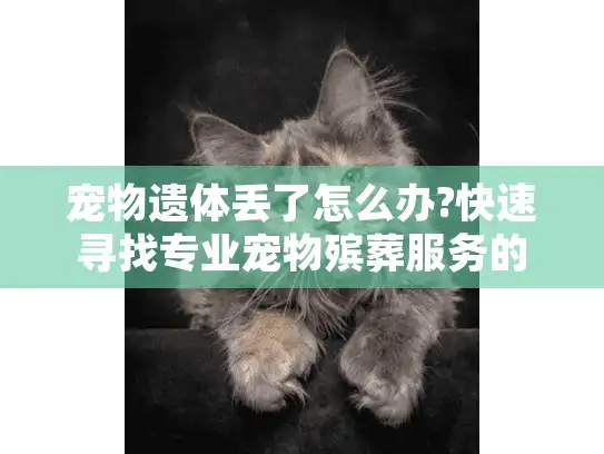 宠物遗体丢了怎么办?快速寻找专业宠物殡葬服务的应急指南