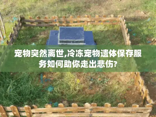 宠物突然离世,冷冻宠物遗体保存服务如何助你走出悲伤?