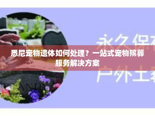 悉尼宠物遗体如何处理？一站式宠物殡葬服务解决方案
