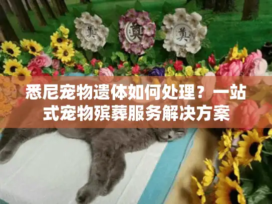 悉尼宠物遗体如何处理？一站式宠物殡葬服务解决方案