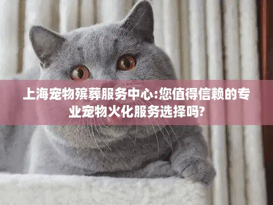 上海宠物殡葬服务中心:您值得信赖的专业宠物火化服务选择吗?
