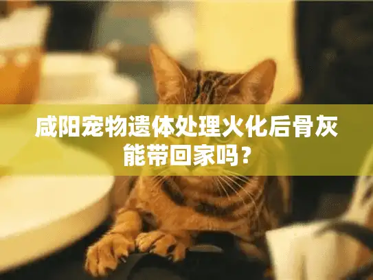 咸阳宠物遗体处理火化后骨灰能带回家吗？