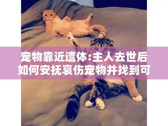 宠物靠近遗体:主人去世后如何安抚哀伤宠物并找到可靠殡葬服务?