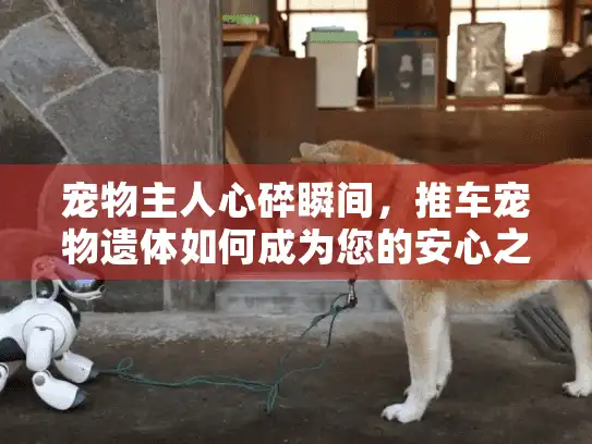 宠物主人心碎瞬间，推车宠物遗体如何成为您的安心之选？