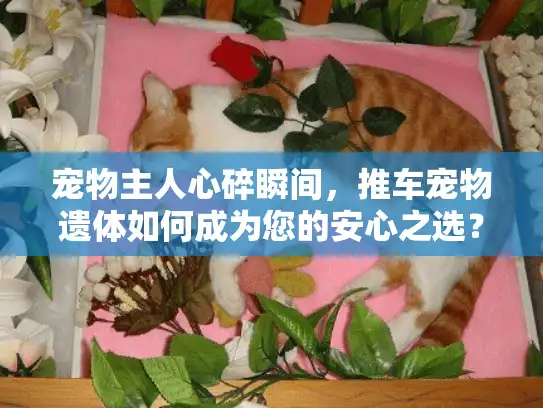 宠物主人心碎瞬间，推车宠物遗体如何成为您的安心之选？